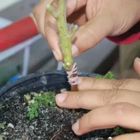 thumbnail for publication: Tropical and Subtropical Fruit Propagation